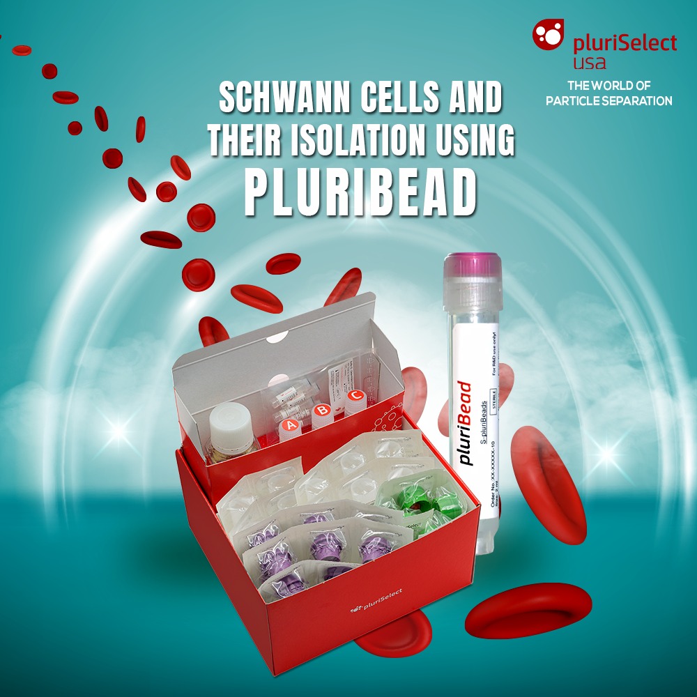 What Are Schwann Cells And How To Isolate Them Efficiently?