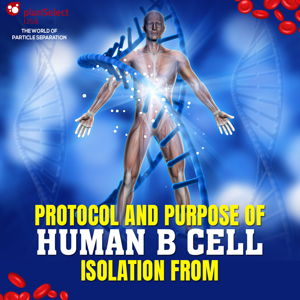 Everything you need to know about Human B Cell Isolation