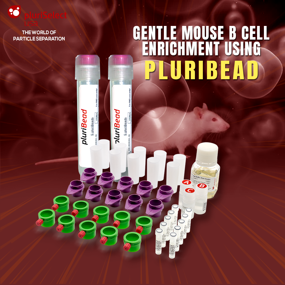 Gentle Mouse B Cell Enrichment: How to Culture Isolated Fragile Mouse B Cells