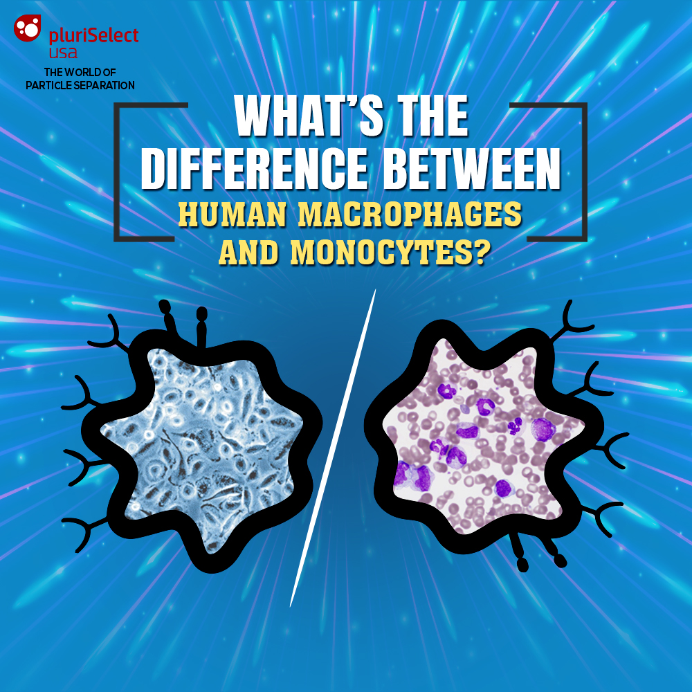What’s the Difference Between Human Macrophages and Monocytes?