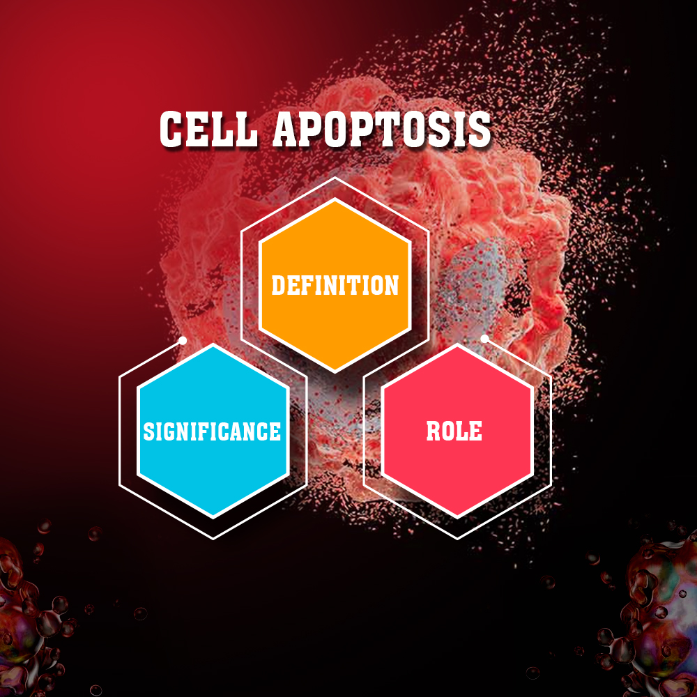 Cell Apoptosis- Definition, Significance, And Role