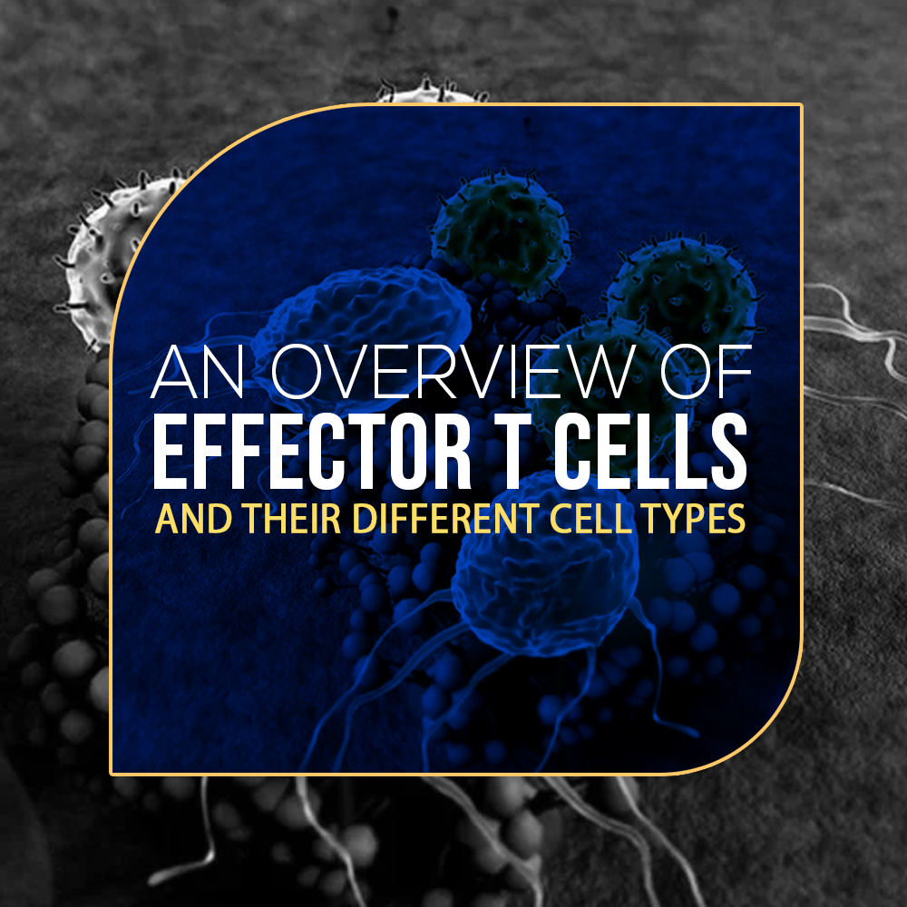 An Overview Of Effector T Cells And Their Different Cell Types