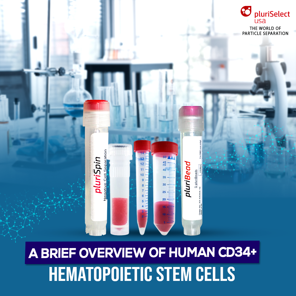 A Brief Overview of Human CD34+ Hematopoietic Stem Cells