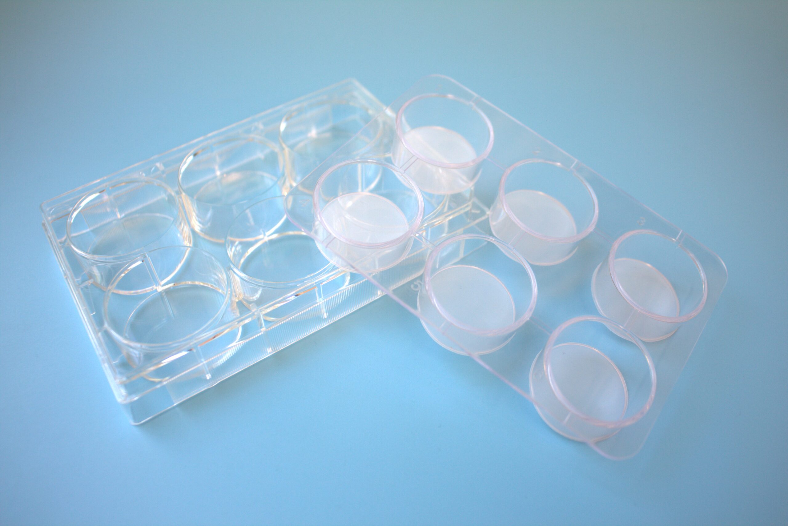 Multi-well-strainer (single packed, sterile), 1 plate. 6-wells strainer plate
